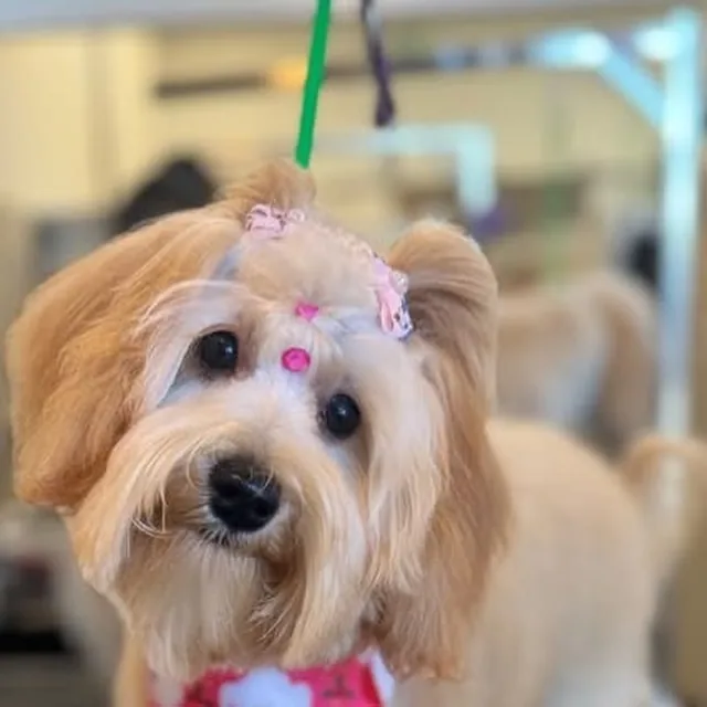 Honey after a groom by Ivette at Gordie's Grooming in Gilbert, Arizona