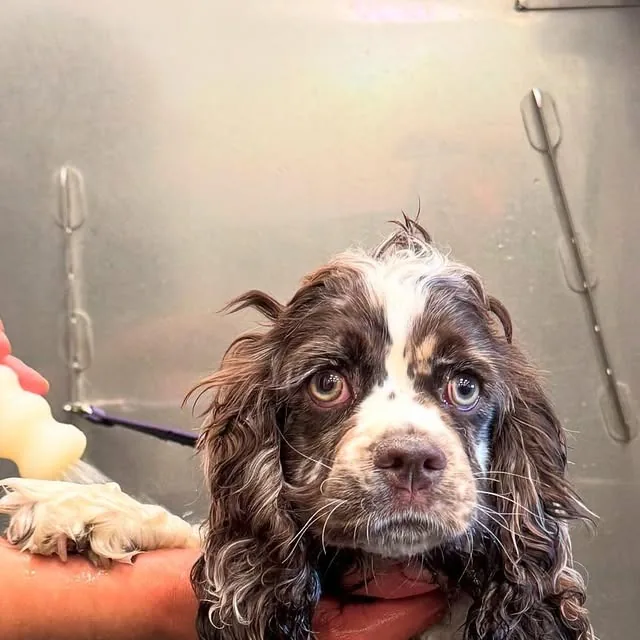 A groomer caring for a puppy during its first bath at Gordie's Grooming in Gilbert, Arizona