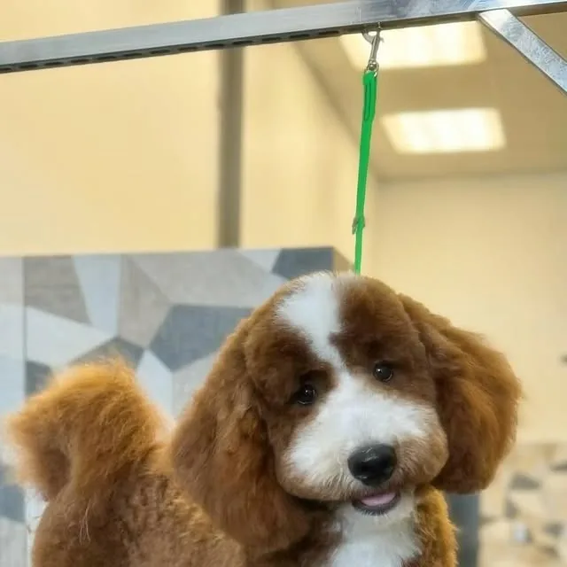 Otis after his first groom at Gordie's Grooming in Gilbert, Arizona