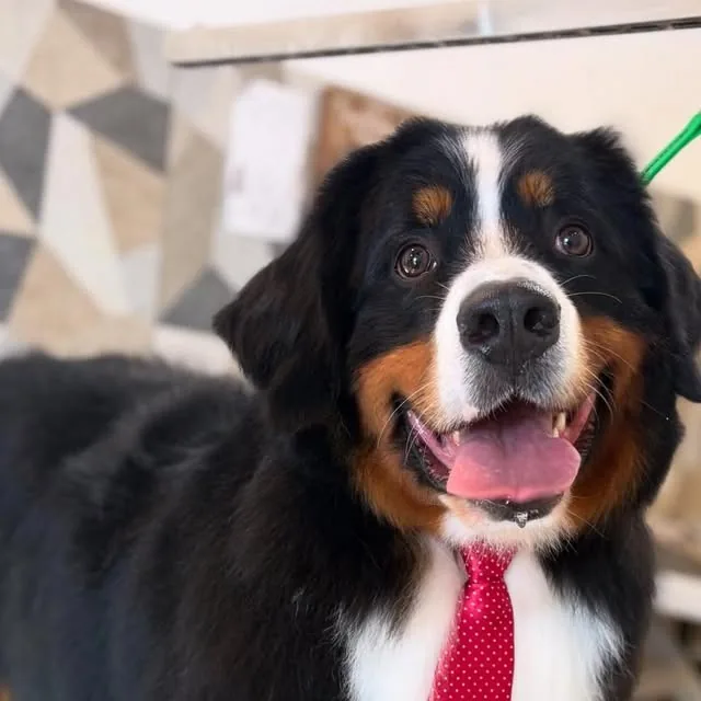Bernese Mountain Dog after a groom at Gordie's Grooming in Gilbert, Arizona