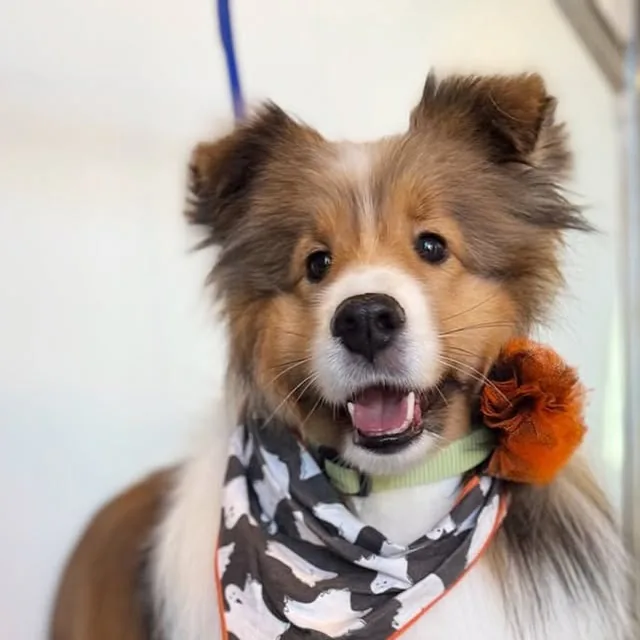 Small dog wearing a Halloween bandana after a groom by Tori at Gordie's Grooming in Gilbert, Arizona
