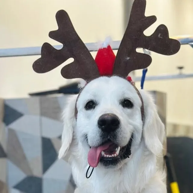 Roger wearing reindeer antlers after his grooming visit at Gordie's Grooming in Gilbert, Arizona
