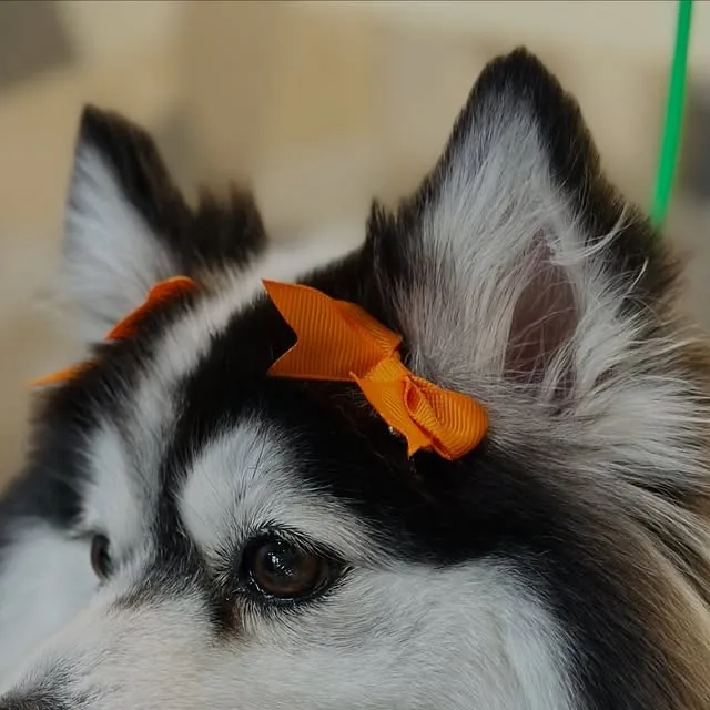 Rue with an orange bow after a groom at Gordie's Grooming in Gilbert, Arizona