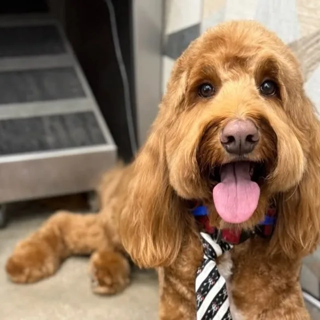 Smiling Doodle after a groom at Gordie's Grooming in Gilbert, Arizona
