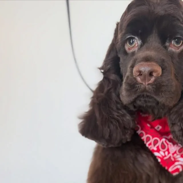 Chocolate Cocker Spaniel puppy after a first groom at Gordie's Grooming in Gilbert, Arizona