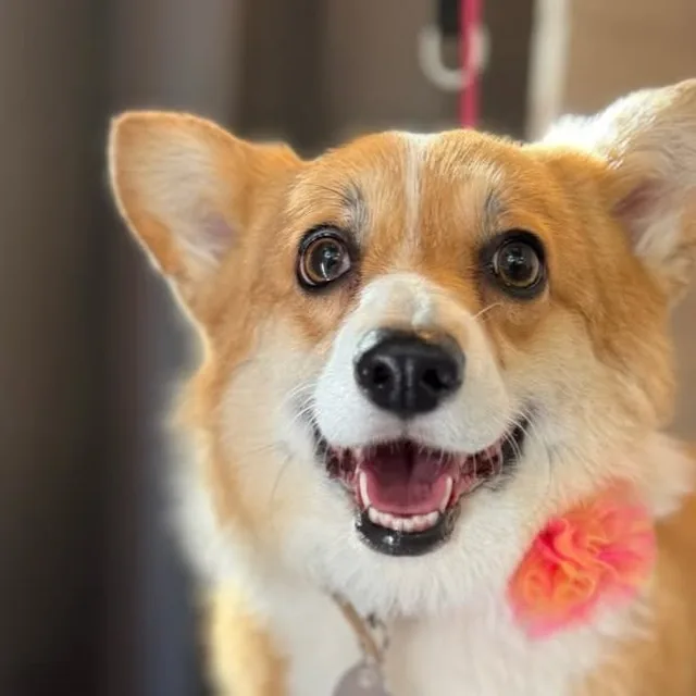 Rosie showing her heart-shaped tail after a groom at Gordie's Grooming in Gilbert, Arizona