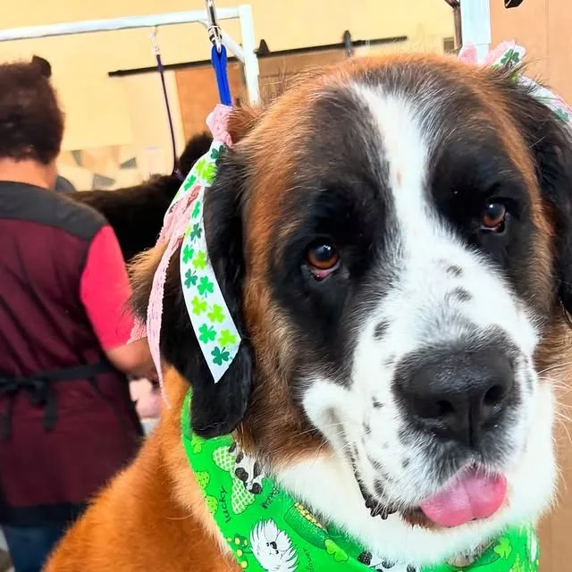 Khaleesi wearing a green bandana after a groom at Gordie's Grooming in Gilbert, Arizona
