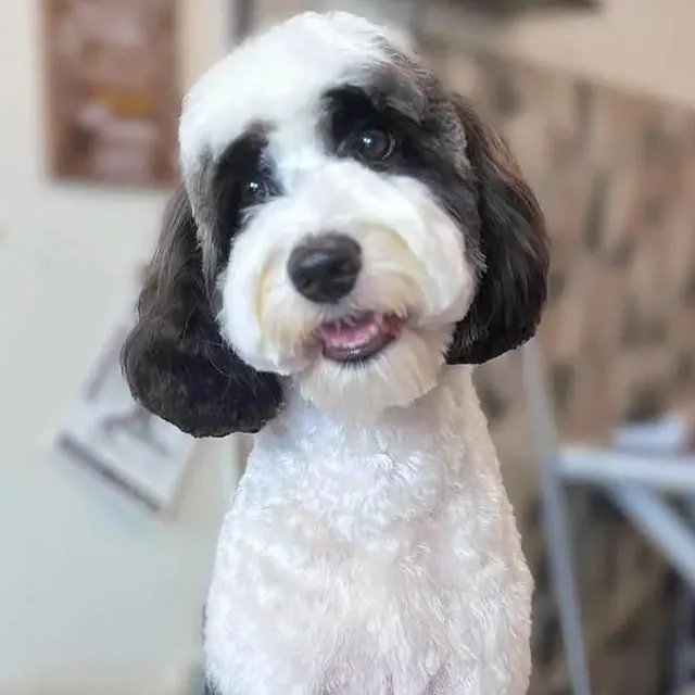 Black and white Doodle after a makeover at Gordie's Grooming in Gilbert, Arizona
