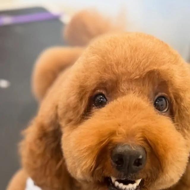 Oliver after a fresh groom by Tori at Gordie's Grooming in Gilbert, Arizona