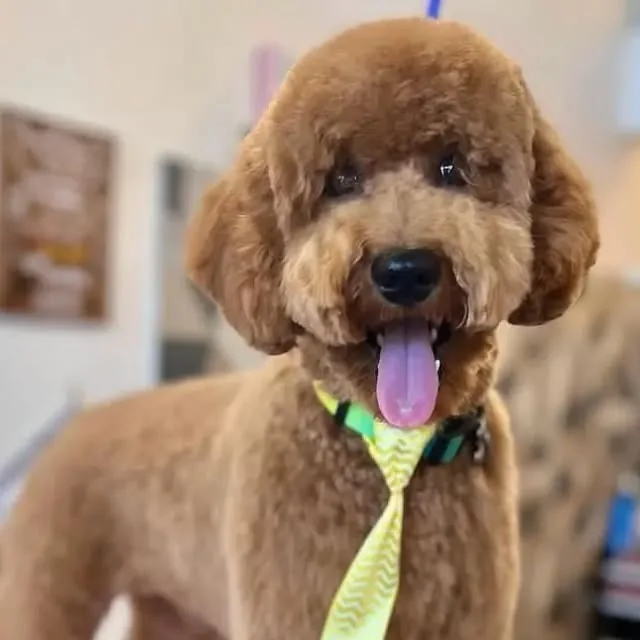 Eren after his first Doodle groom at Gordie's Grooming in Gilbert, Arizona