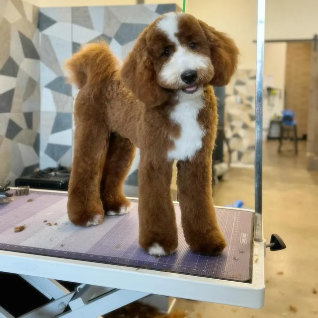 Otis after his first groom at Gordie's Grooming in Gilbert, Arizona