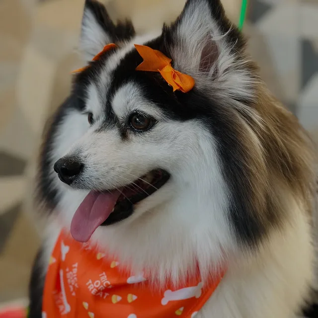 Rue with an orange bow after a groom at Gordie's Grooming in Gilbert, Arizona